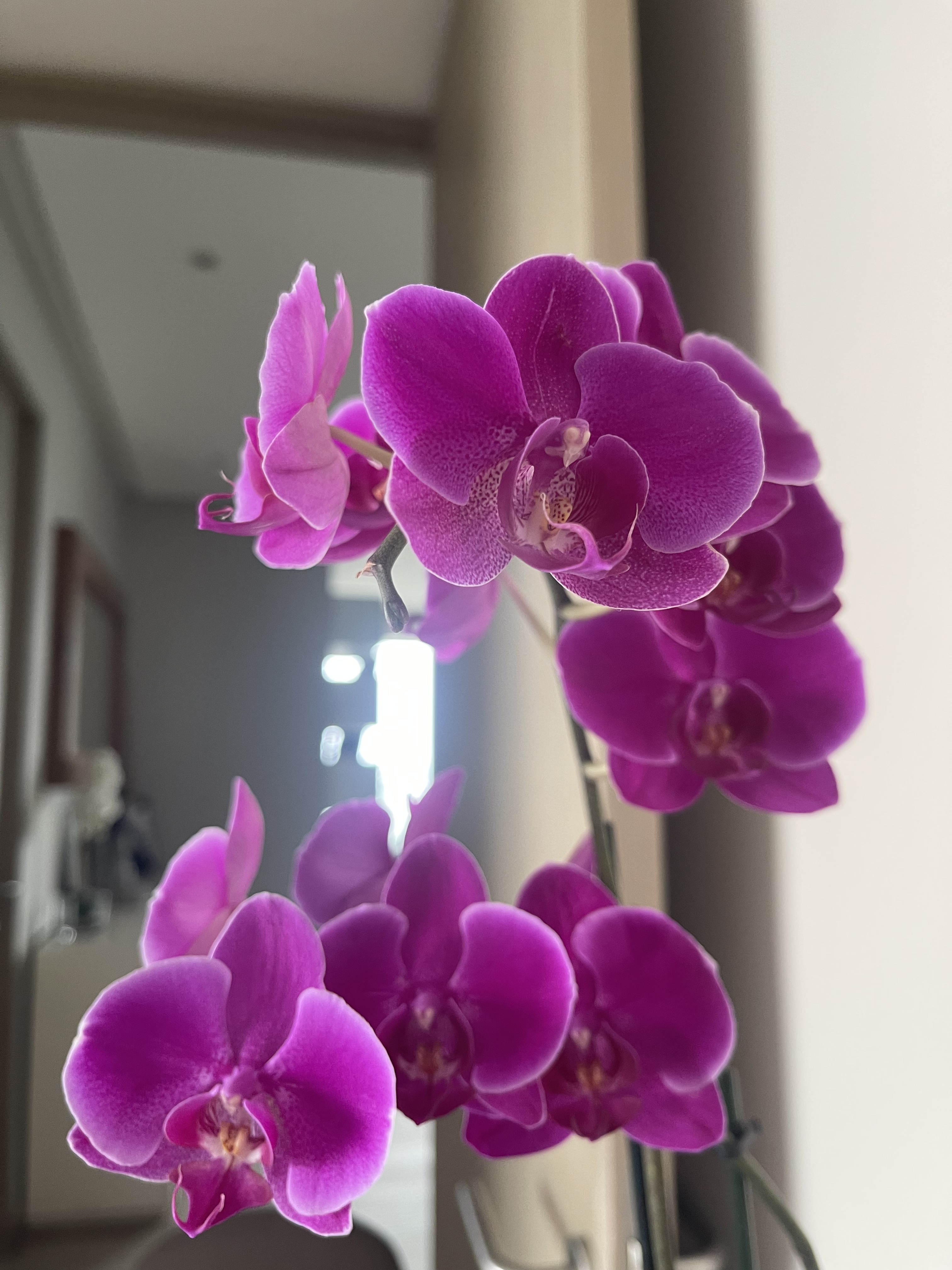 Transforma tu Relación con la Abundancia y el Dinero